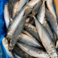 BQF Frozen Pacific Mackerel With Good Quality